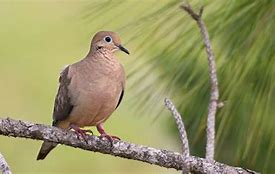 Mimpi Dapat Burung Perkutut 4 Ekor