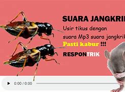 Suara Jangkrik Apa Bisa Mengusir Tikus